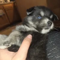 Poppy * Holiday special*, a female Pomsky for sale in Marine City, MI – 6 of 7