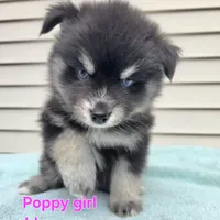 Poppy * Holiday special*, a female Pomsky for sale in Marine City, MI – 3 of 7