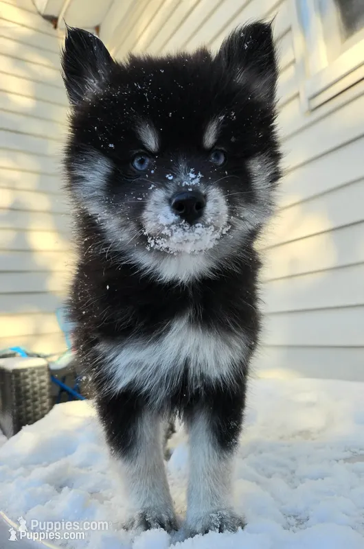 Poppy * Holiday special* – Pomsky puppy for sale in Marine City, MI