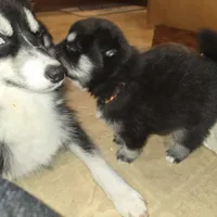 Poppy * Holiday special*, a female Pomsky for sale in Marine City, MI – 4 of 7