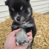 Poppy * Holiday special*, a female Pomsky for sale in Marine City, MI – 7 of 7