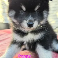 Poppy * Holiday special*, a female Pomsky for sale in Marine City, MI – 2 of 7