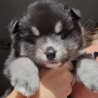 Poppy * Holiday special*, a female Pomsky for sale in Marine City, MI – 5 of 7