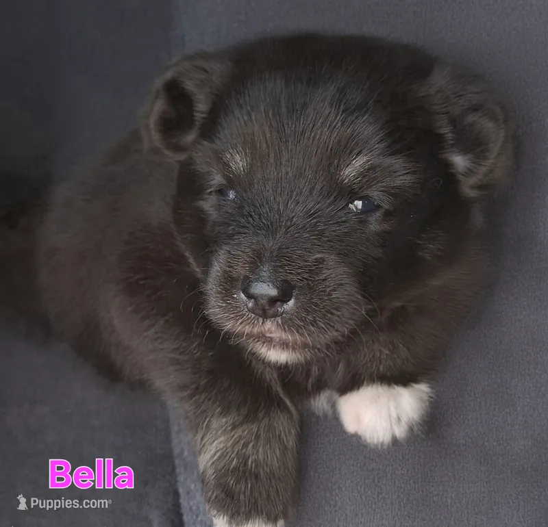 Bella – Pomsky puppy for sale in Marine City, MI