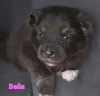 Bella, a female Pomsky for sale in Marine City, MI – 1 of 1