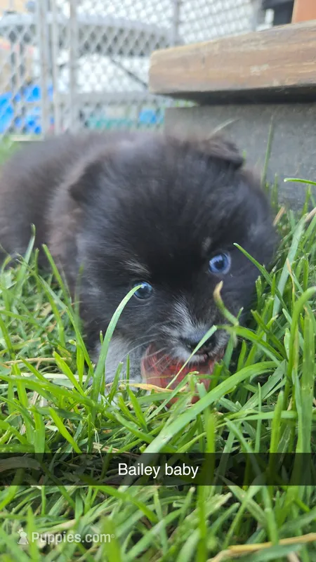 BAILEY – Pomsky puppy for sale in Marine City, MI