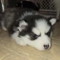 Molly *holiday special*, a female Pomsky for sale in Marine City, MI – 4 of 4
