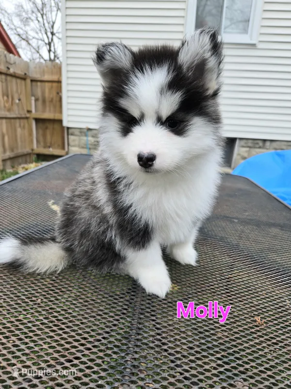 Molly *holiday special* – Pomsky puppy for sale in Marine City, MI