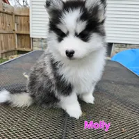 Molly *holiday special*, a female Pomsky for sale in Marine City, MI – 1 of 4