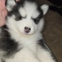 Molly *holiday special*, a female Pomsky for sale in Marine City, MI – 3 of 4