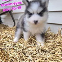 Molly *holiday special*, a female Pomsky for sale in Marine City, MI – 2 of 4