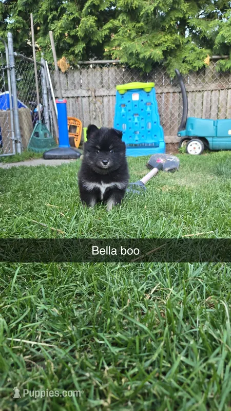 Bella – Pomsky puppy for sale in Marine City, MI