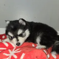 Sassy *Christmas special *, a female Pomsky for sale in Marine City, MI – 5 of 7