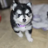 Sassy *Christmas special *, a female Pomsky for sale in Marine City, MI – 3 of 7