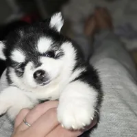 Sassy *Christmas special *, a female Pomsky for sale in Marine City, MI – 4 of 7
