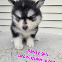 Sassy *Christmas special *, a female Pomsky for sale in Marine City, MI – 2 of 7