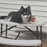Sassy *Christmas special *, a female Pomsky for sale in Marine City, MI – 6 of 7