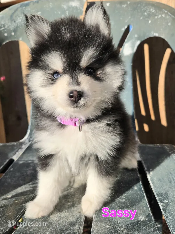 Sassy *Christmas special * – Pomsky puppy for sale in Marine City, MI