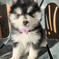Sassy *Christmas special *, a female Pomsky for sale in Marine City, MI – 1 of 7