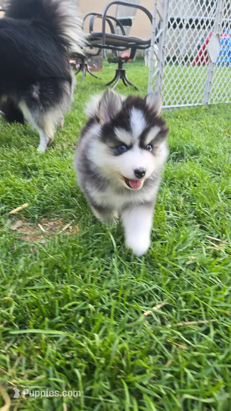 Benny – Pomsky puppy for sale in Marine City, MI