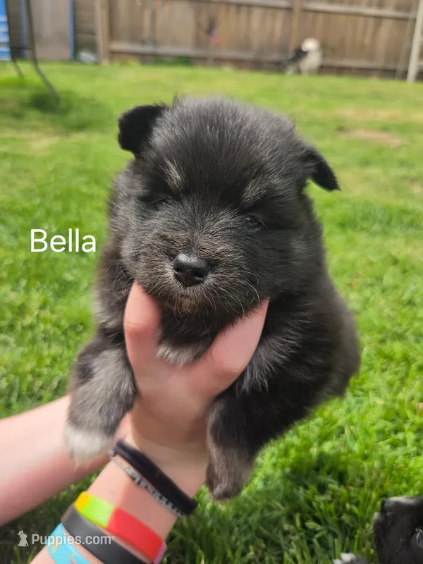 Bella – Pomsky puppy for sale in Marine City, MI