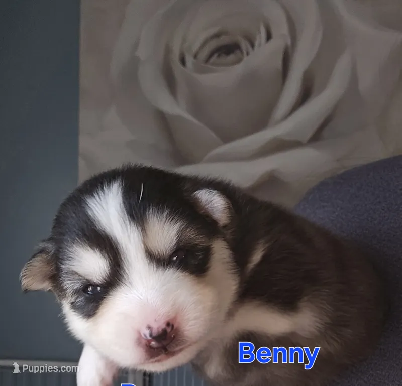 Benny – Pomsky puppy for sale in Marine City, MI