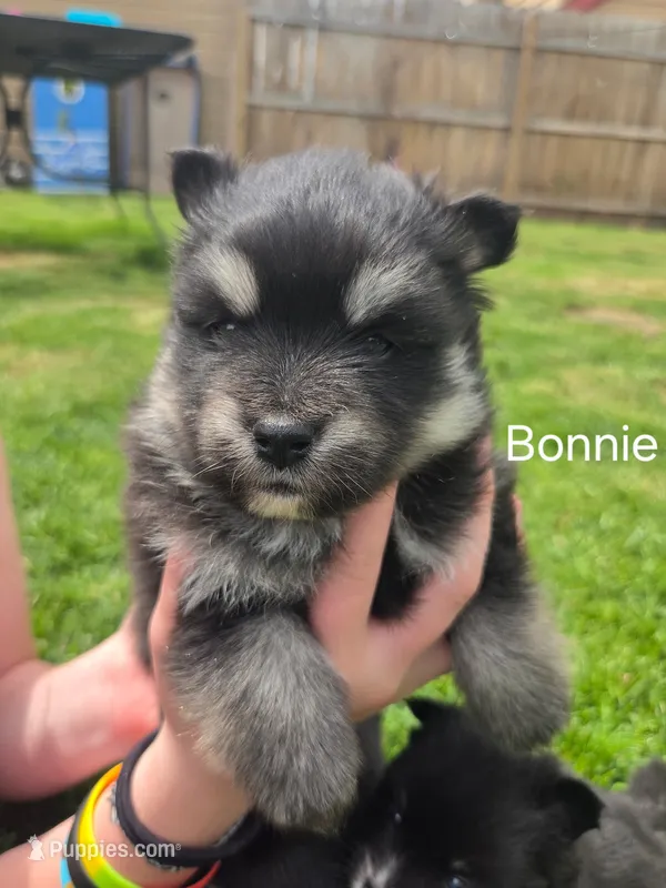 Bonnie – Pomsky puppy for sale in Marine City, MI
