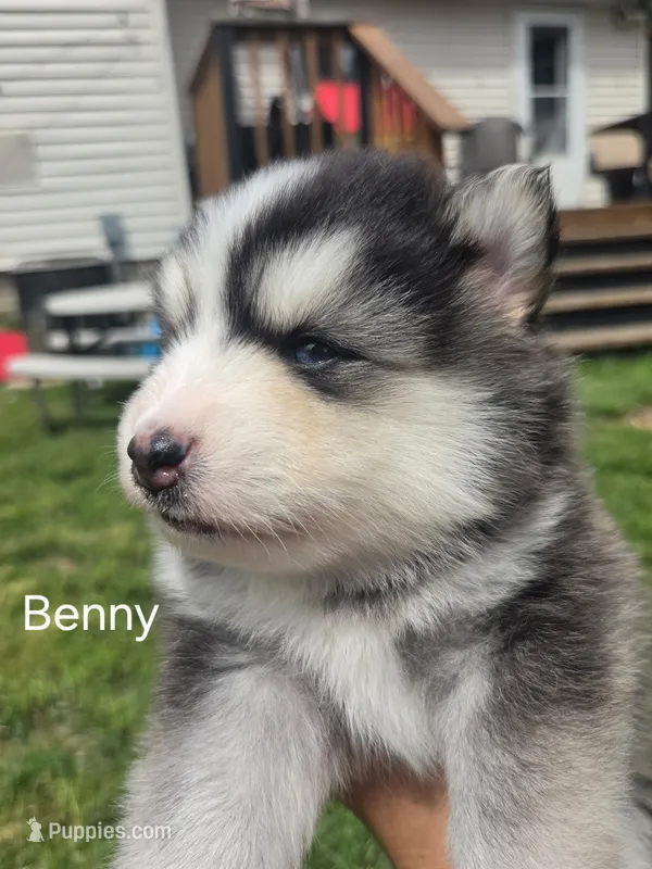 Benny – Pomsky puppy for sale in Marine City, MI