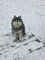 BAILEY, a female Pomsky for sale in Marine City, MI – 3 of 3