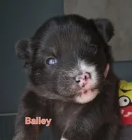 BAILEY, a female Pomsky for sale in Marine City, MI – 1 of 3