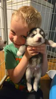 Benny, a male Pomsky for sale in Marine City, MI – 3 of 3