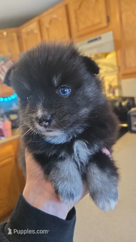 BAILEY – Pomsky puppy for sale in Marine City, MI