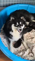 BAILEY, a female Pomsky for sale in Marine City, MI – 2 of 3