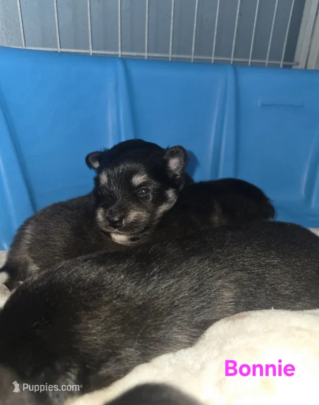 Bonnie – Pomsky puppy for sale in Marine City, MI