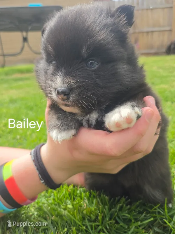 BAILEY – Pomsky puppy for sale in Marine City, MI
