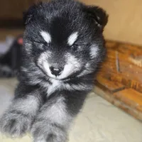 Kendrick **christmas special**, a male Pomsky for sale in Marine City, MI – 3 of 6