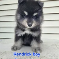 Kendrick **christmas special**, a male Pomsky for sale in Marine City, MI – 2 of 6