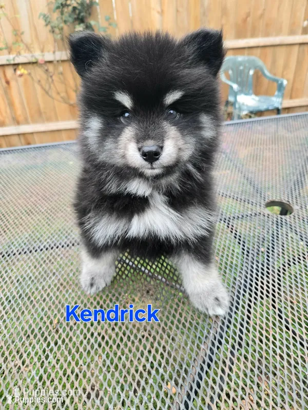 Kendrick **christmas special** – Pomsky puppy for sale in Marine City, MI