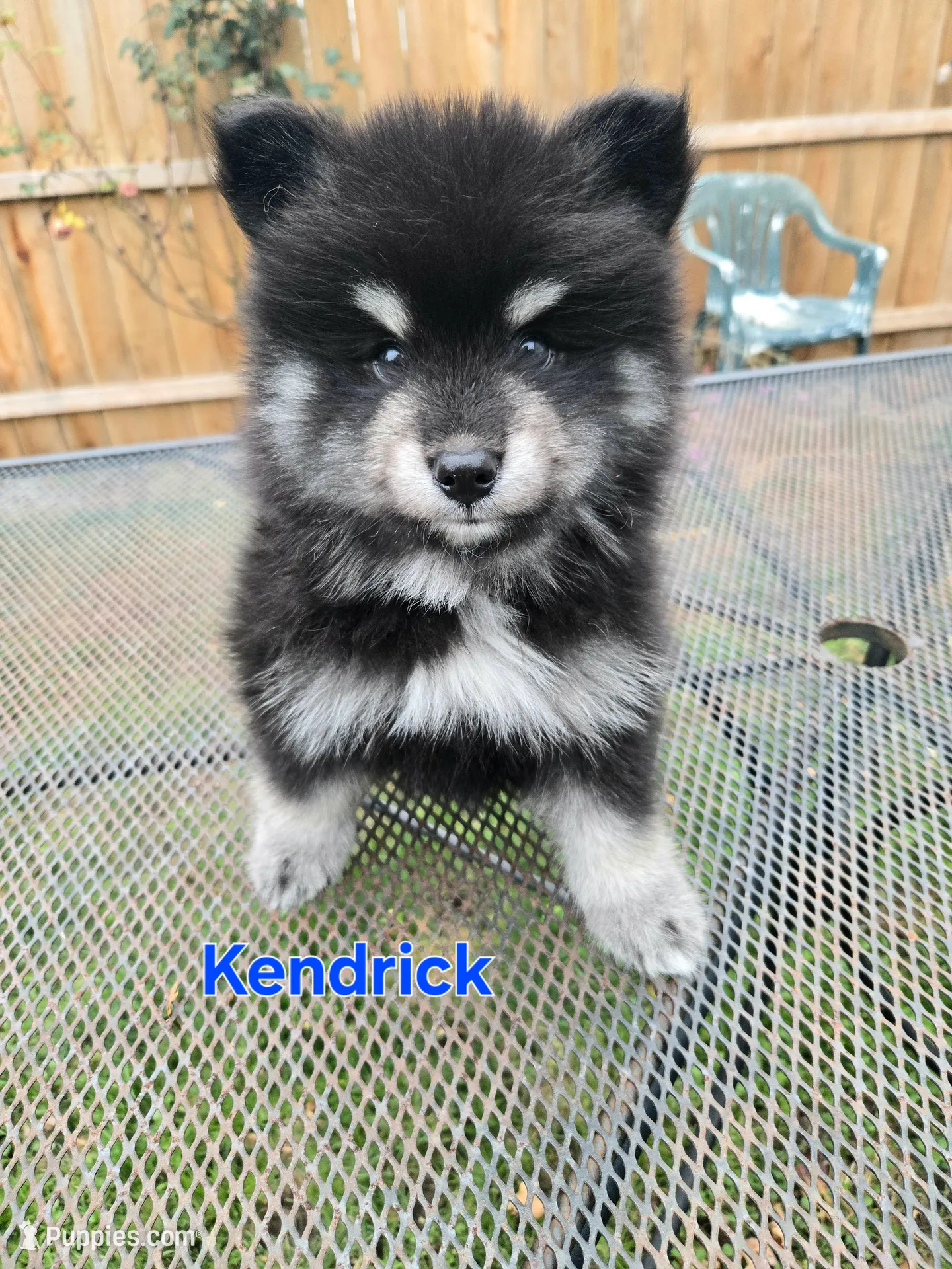 Kendrick **christmas special**, a male Pomsky for sale in Marine City, MI – 1 of 6