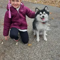 Kendrick **christmas special**, a male Pomsky for sale in Marine City, MI – 4 of 6