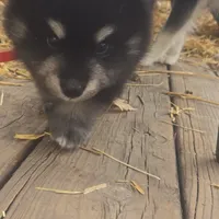 Kendrick **christmas special**, a male Pomsky for sale in Marine City, MI – 6 of 6