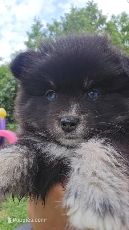 BAILEY – Pomsky puppy for sale in Marine City, MI