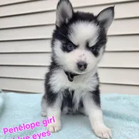Penelope, a female Pomsky for sale in Marine City, MI – 3 of 6