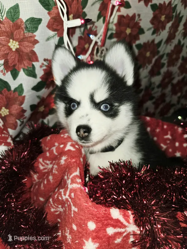 Penelope – Pomsky puppy for sale in Marine City, MI