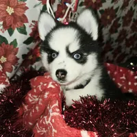 Penelope, a female Pomsky for sale in Marine City, MI – 1 of 6