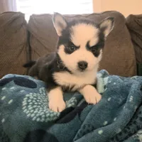 Penelope, a female Pomsky for sale in Marine City, MI – 4 of 6