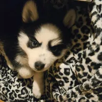 Penelope, a female Pomsky for sale in Marine City, MI – 6 of 6