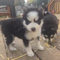 Penelope, a female Pomsky for sale in Marine City, MI – 5 of 6