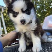 Penelope, a female Pomsky for sale in Marine City, MI – 2 of 6