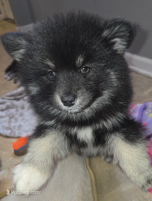 Bella – Pomsky puppy for sale in Marine City, MI